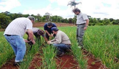 Buscan duplicar la producci�n de cebolla en San Vicente