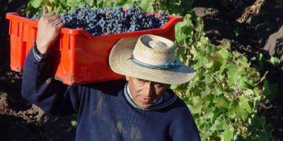 El Senado propuso que se pague 0,70 centavos por kilo de uva a los productores
