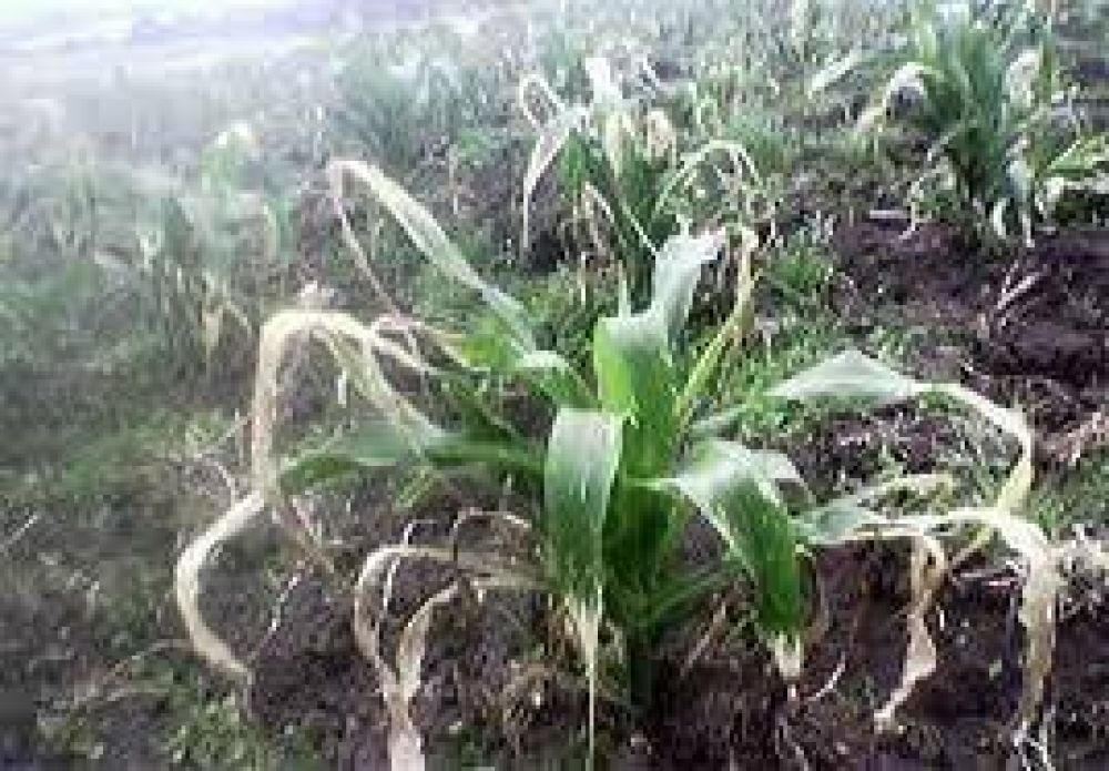 EL FR�O IMPACT� FUERTEMENTE EN EL CAMPO SANTAFESINO