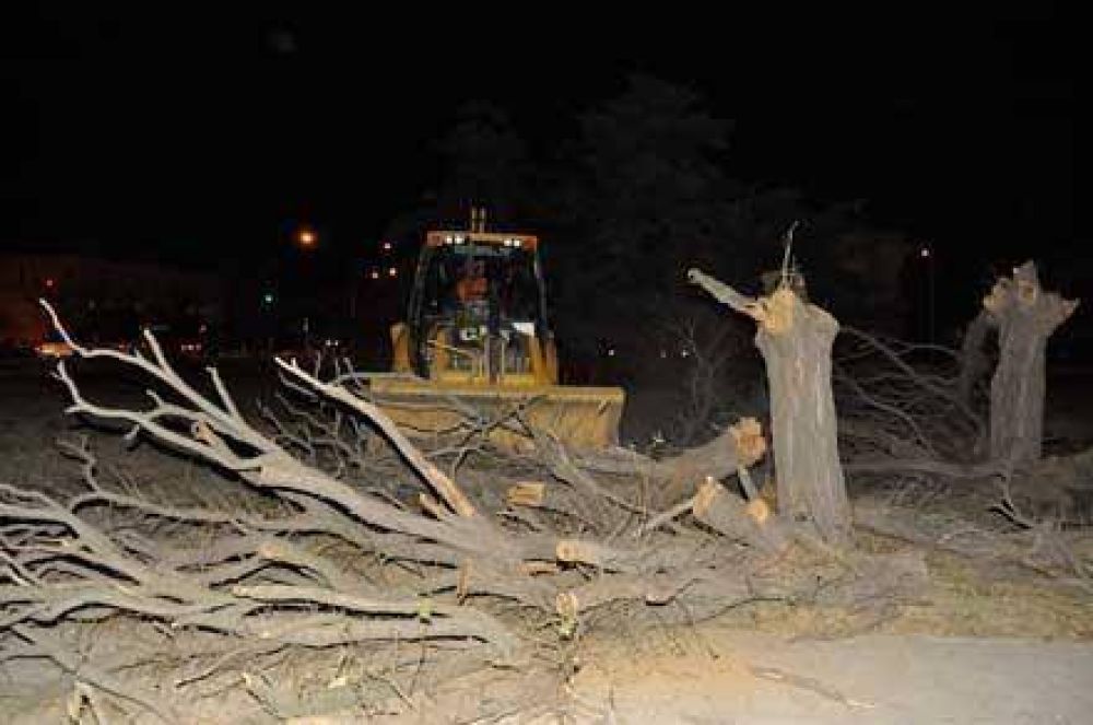 En plena noche, talan �rboles en el lugar donde quieren construir Medasur