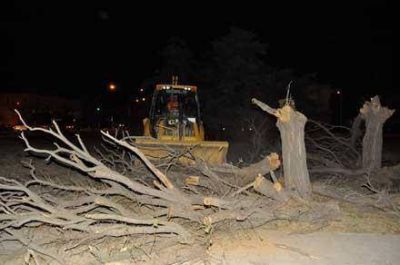 En plena noche, talan �rboles en el lugar donde quieren construir Medasur