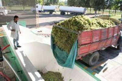 10.968 millones de kilos de uva demand� el mosto