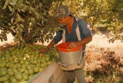 Los productores frut�colas esperar�n por respuestas hasta el 10 de julio