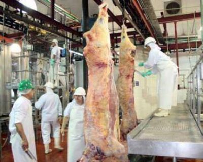 El frigor�fico de San Jos� ya comenz� a faenar
