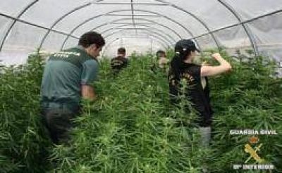 Detectan en Espa�a mayor plantaci�n ilegal de marihuana de Europa