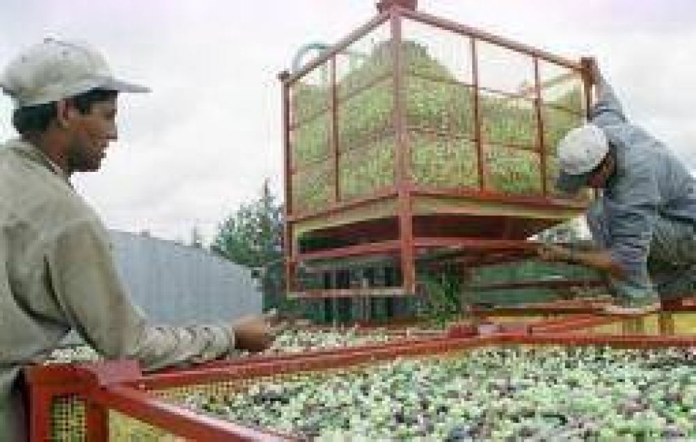 Crisis oliv�cola. �Quedaron millones de kilos de aceituna sin cosechar�