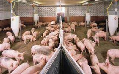 Las cooperativas son una eficaz alternativa productiva ante la crisis.