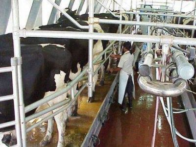 Tamberos: si para el 15 de julio no se regulariza el precio de la leche habr� medidas de fuerza
