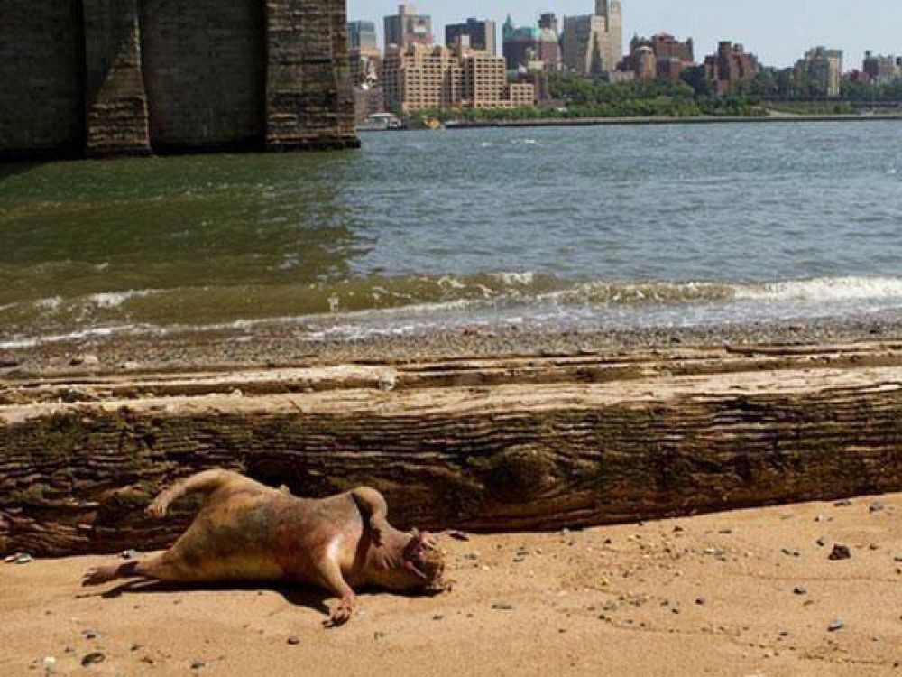 "Monstruo mutante" bajo el puente de Brooklyn