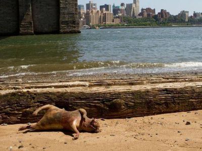 "Monstruo mutante" bajo el puente de Brooklyn