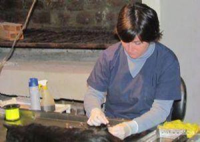 M�s de 20 animales fueron castrados el viernes por Zoonosis