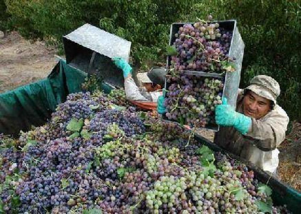 Se demorar� la definici�n del porcentaje de uva para mosto