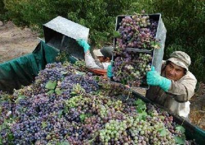 Se demorar� la definici�n del porcentaje de uva para mosto