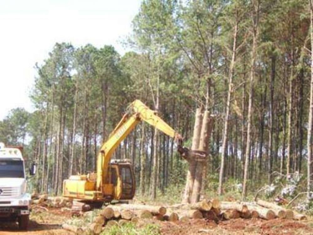 Afirman que no hubo despidos en la forestoindustria del Sur de Misiones