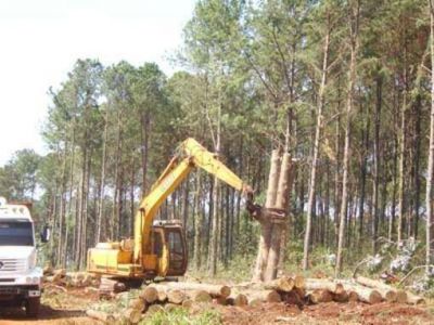 Afirman que no hubo despidos en la forestoindustria del Sur de Misiones