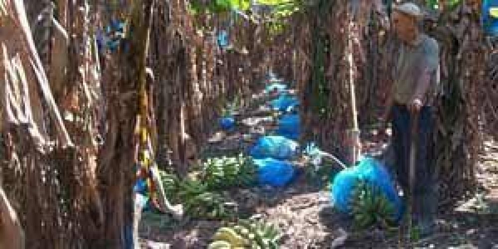  Bananeros con dificultades para comercializar su producci�n
