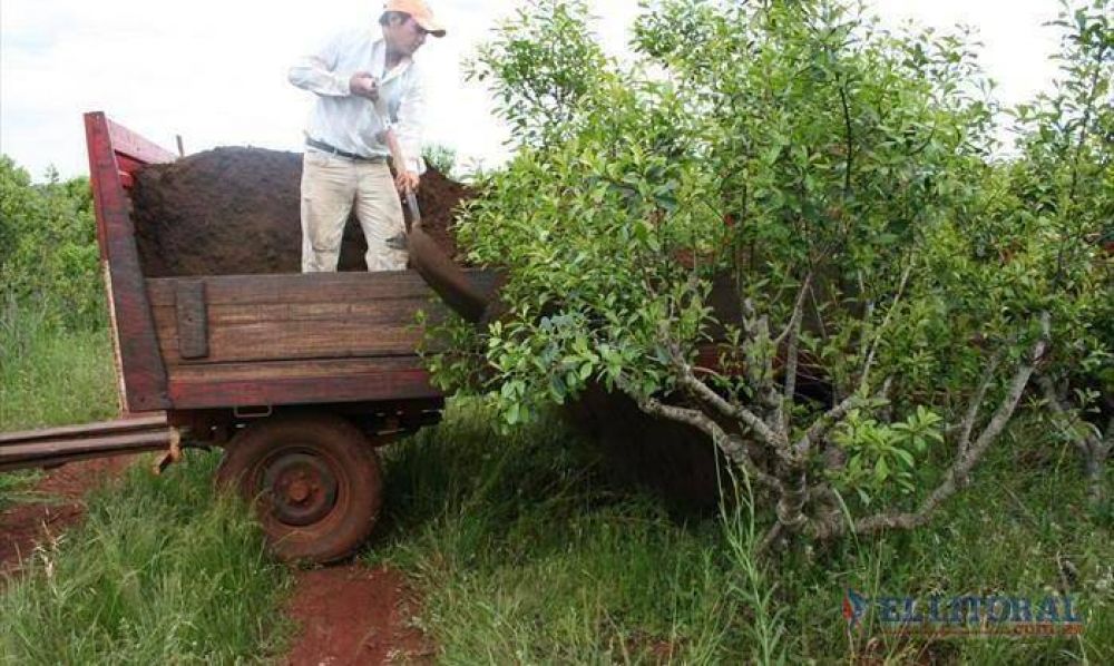 Renuevan yerbales en Corrientes y Misiones