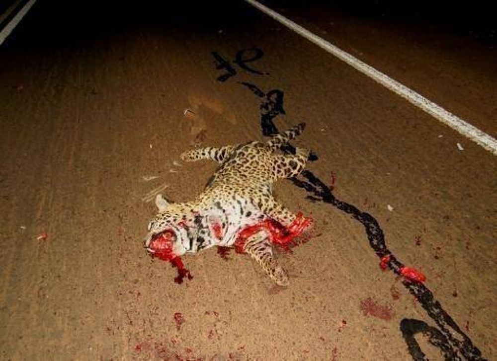 Una hembra de yaguaret�, brutalmente atropellada