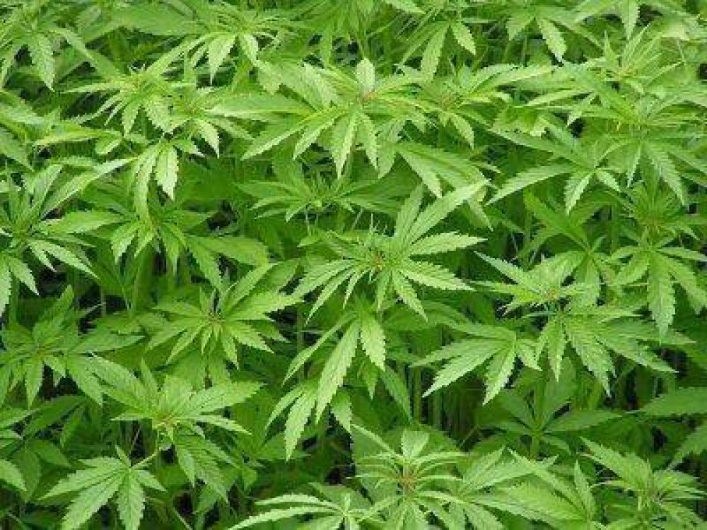Detuvieron a 9 personas que transportaban droga
