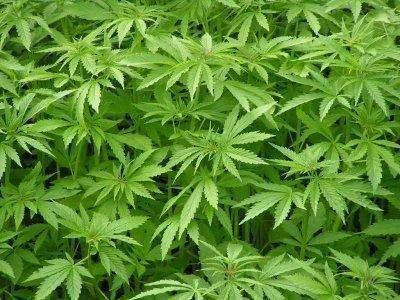 Detuvieron a 9 personas que transportaban droga