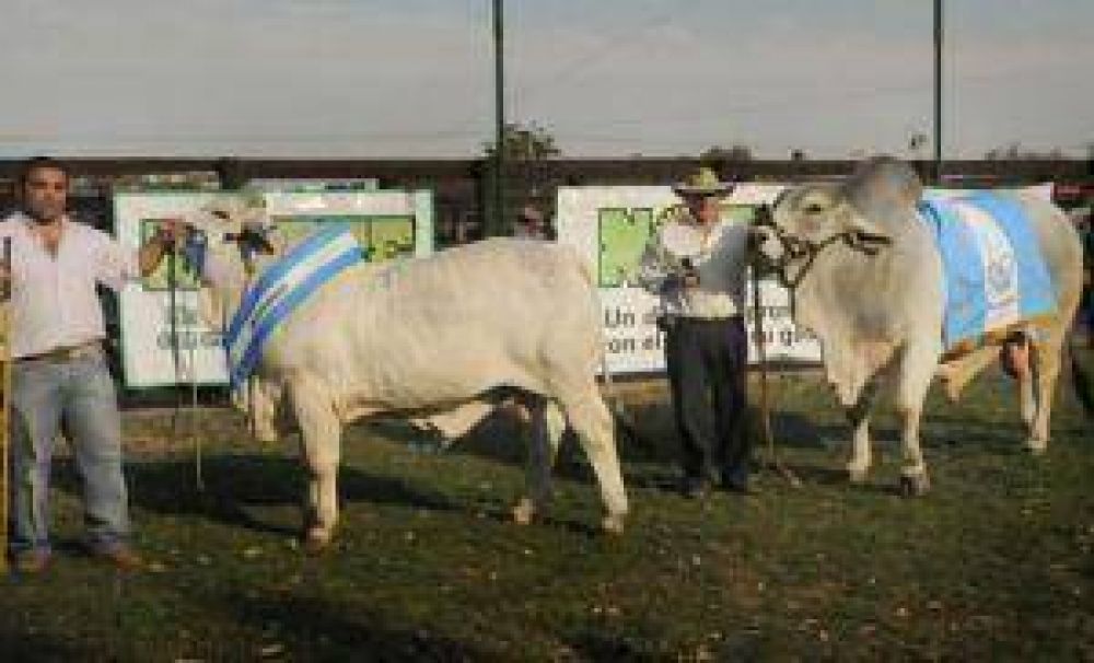 Desde El Impenetrable y norte santafesino llegaron los grandes campeones Brahman  