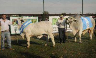 Desde El Impenetrable y norte santafesino llegaron los grandes campeones Brahman  