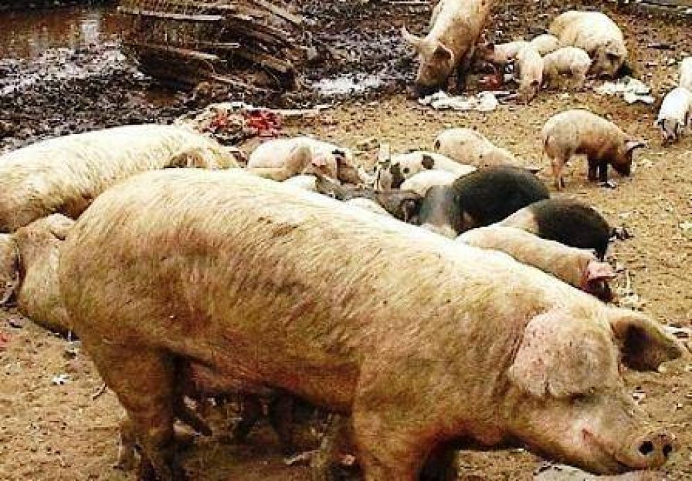 Habr�an detectado un brote de triquinosis producto de una faena casera