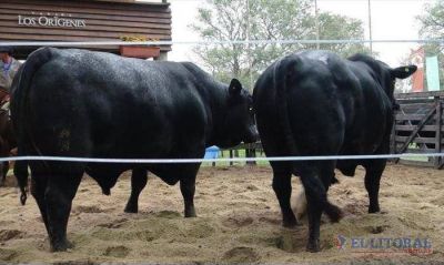 Con buenos promedios, Los Or�genes vendi� 350 cabezas en su tradicional evento anual