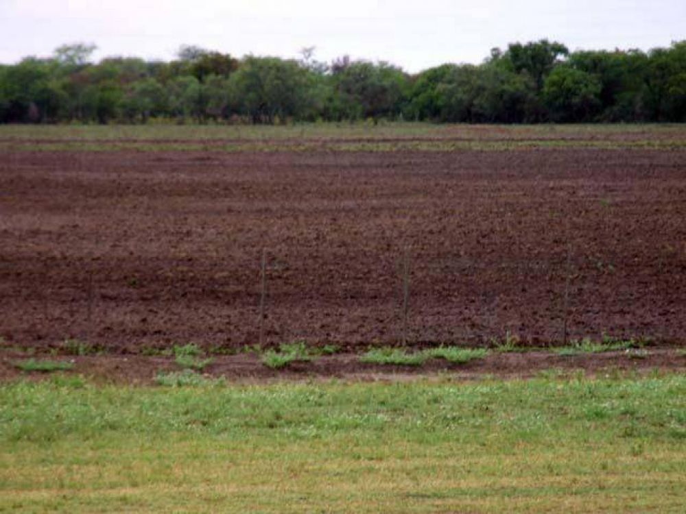Gracias a las lluvias el Chaco superar� las 300.000 hect�reas sembradas con girasol  