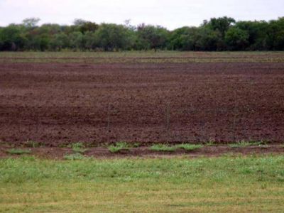 Gracias a las lluvias el Chaco superar� las 300.000 hect�reas sembradas con girasol  