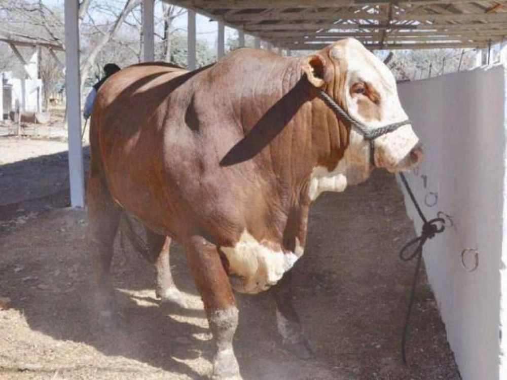 M�s de cien bovinos ya ingresaron a la Expo Rural