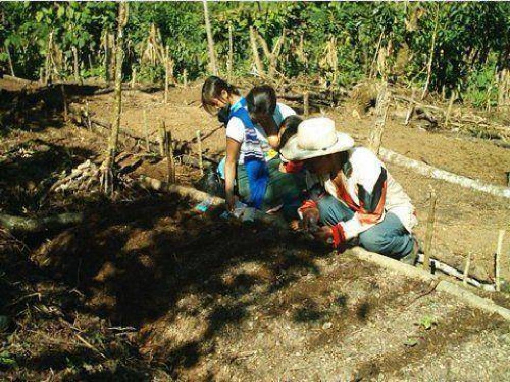 La participaci�n de la mujer en las transformaciones del agro en las �ltimas d�cadas.