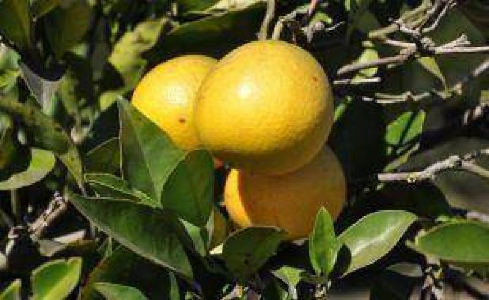 Un centro de experimentaci�n frut�cola �nico en Mercedes