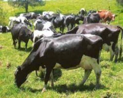 En los pr�ximos 7 meses la carne vacuna no aumentar�