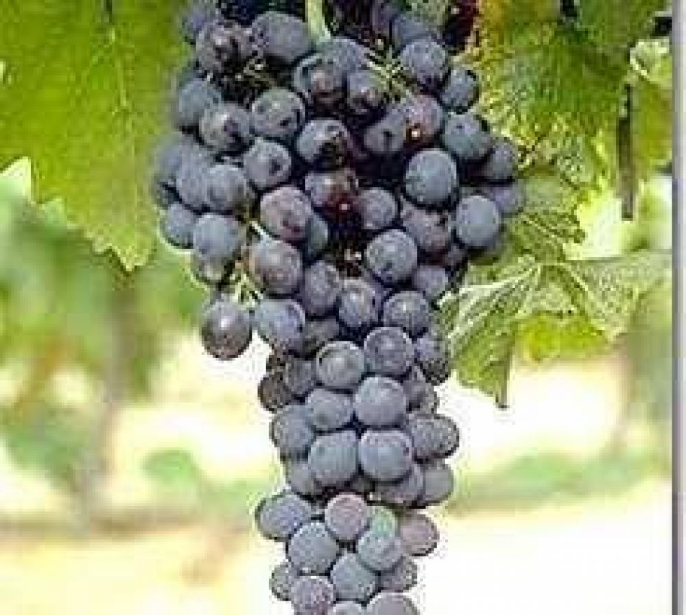 El vino argentino-chileno se atrasa por problemas legales