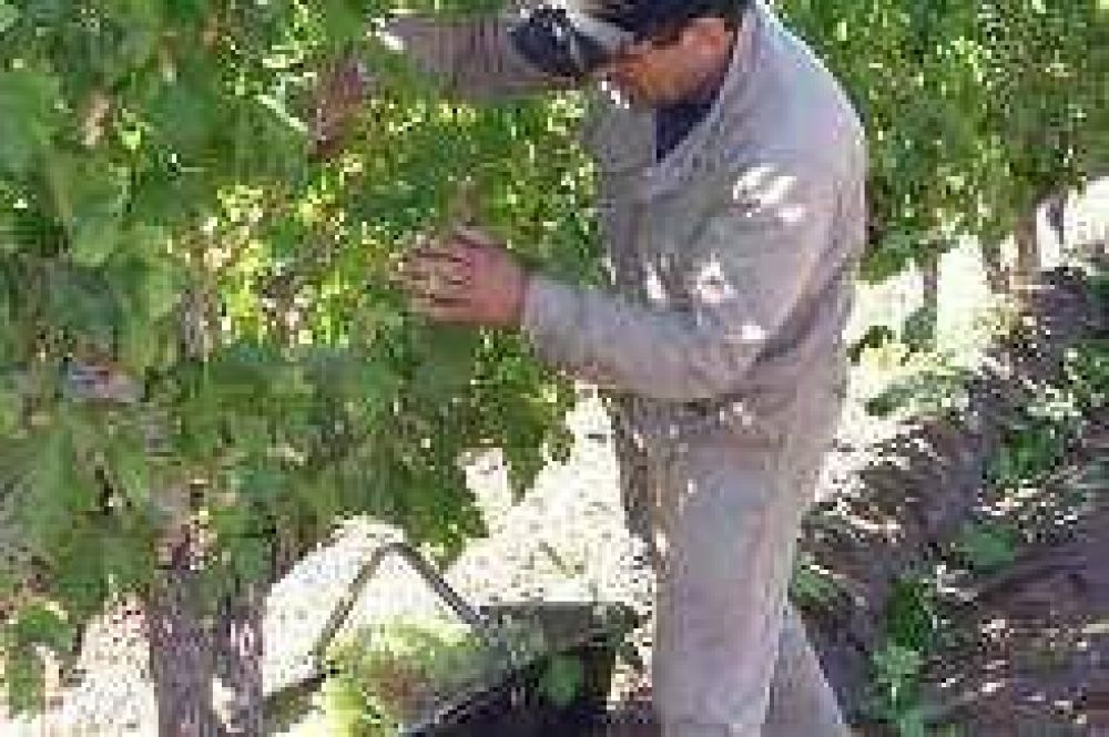 Uvas: salto exportador en el 2008