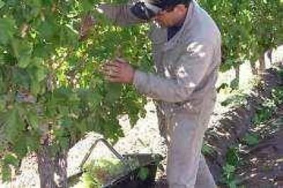 Uvas: salto exportador en el 2008