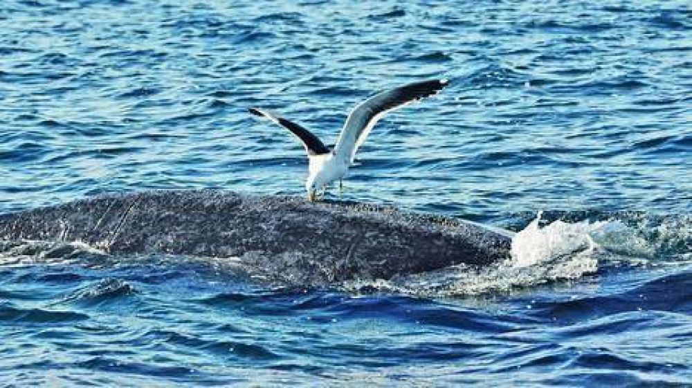 Para cuidar a las ballenas, van a matar gaviotas con la Polica
