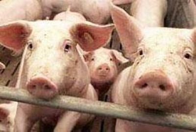Nuevas clausuras en criaderos de cerdos