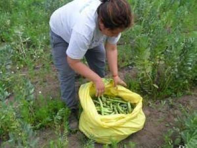 El Municipio Inaugurar� Un Proyecto De Huerta En Una Escuela De Claypole