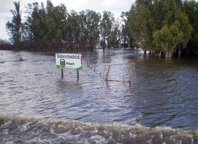 Estiman que 80% de las cabezas de ganado de Olavarr�a est�n afectadas por el agua