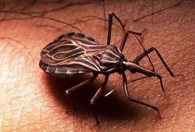 Jujuy y otras 8 provincias ser�n reconocidas como �Libre de Chagas� antela Comisi�n Evaluadorade OPS