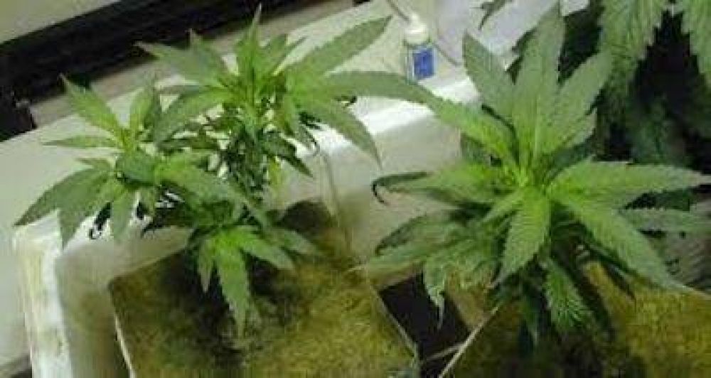 Aimogasta: encuentran un invernadero casero de cannabis