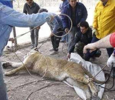 La �ltima leona se escap�, la atraparon y luego muri�