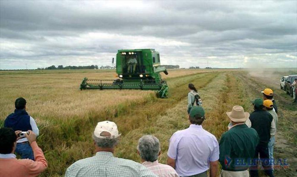 Arroz: en b�squeda de la competitividad