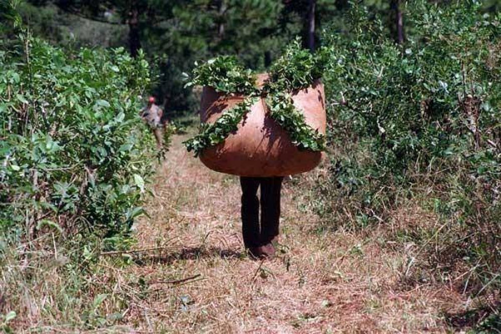 Unanimidad: Mesa Yerbatera acord� pedir $ 2,40 el precio de la hoja verde