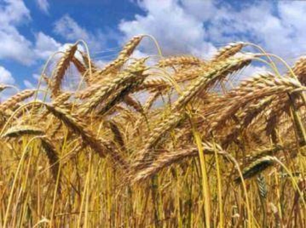 Mejores perspectivas para la comercializaci�n local del trigo