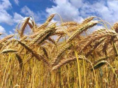 Mejores perspectivas para la comercializaci�n local del trigo