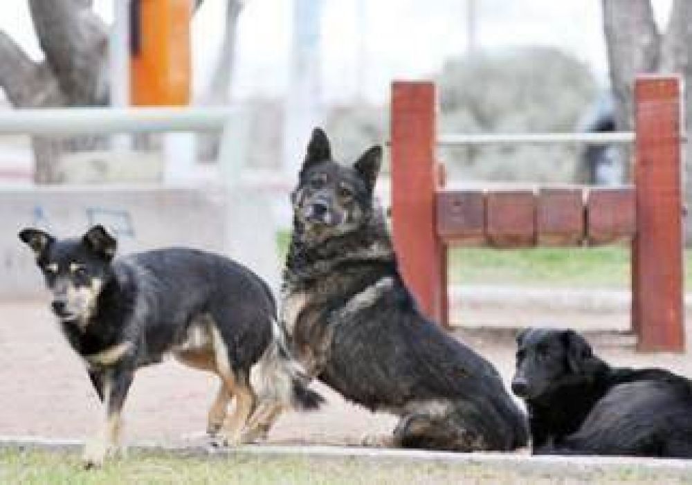 Perros peligrosos: 10 denuncias por mes 