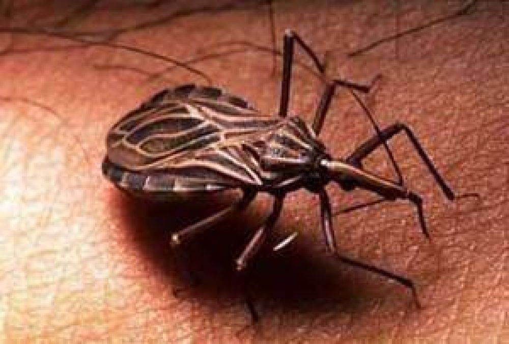 Neuqu�n rectificada de nuevo como provincia libre de Chagas